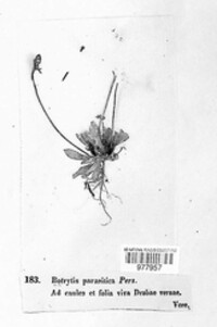 Botrytis tulipae image